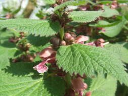 Image of Lamium orvala L.