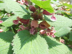 Image of Lamium orvala L.