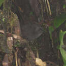 Image of Narino Tapaculo