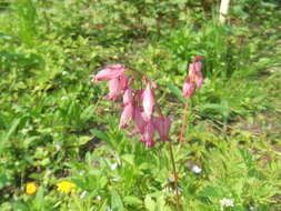 Image of Pacific bleeding heart