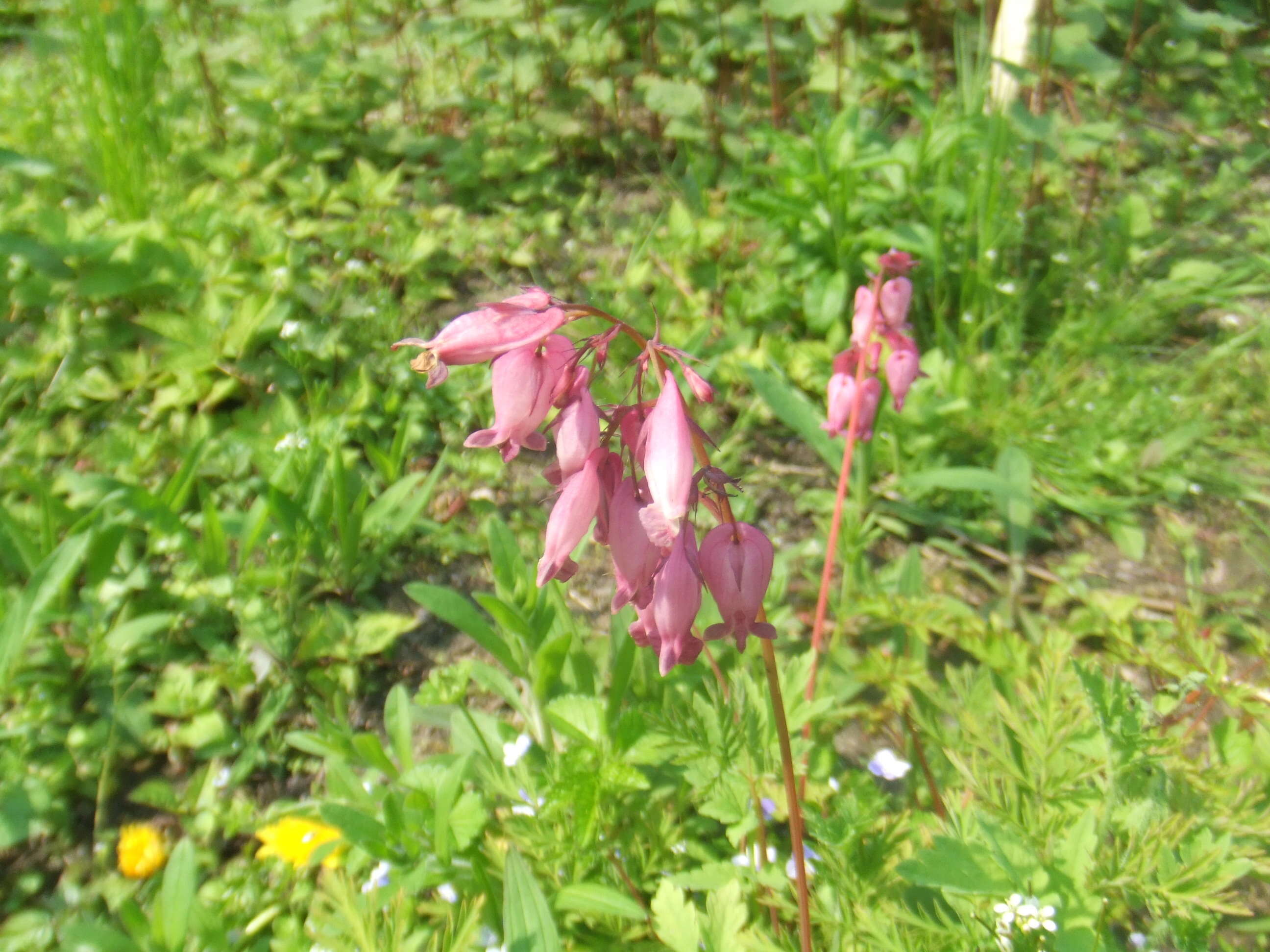 Image of Pacific bleeding heart