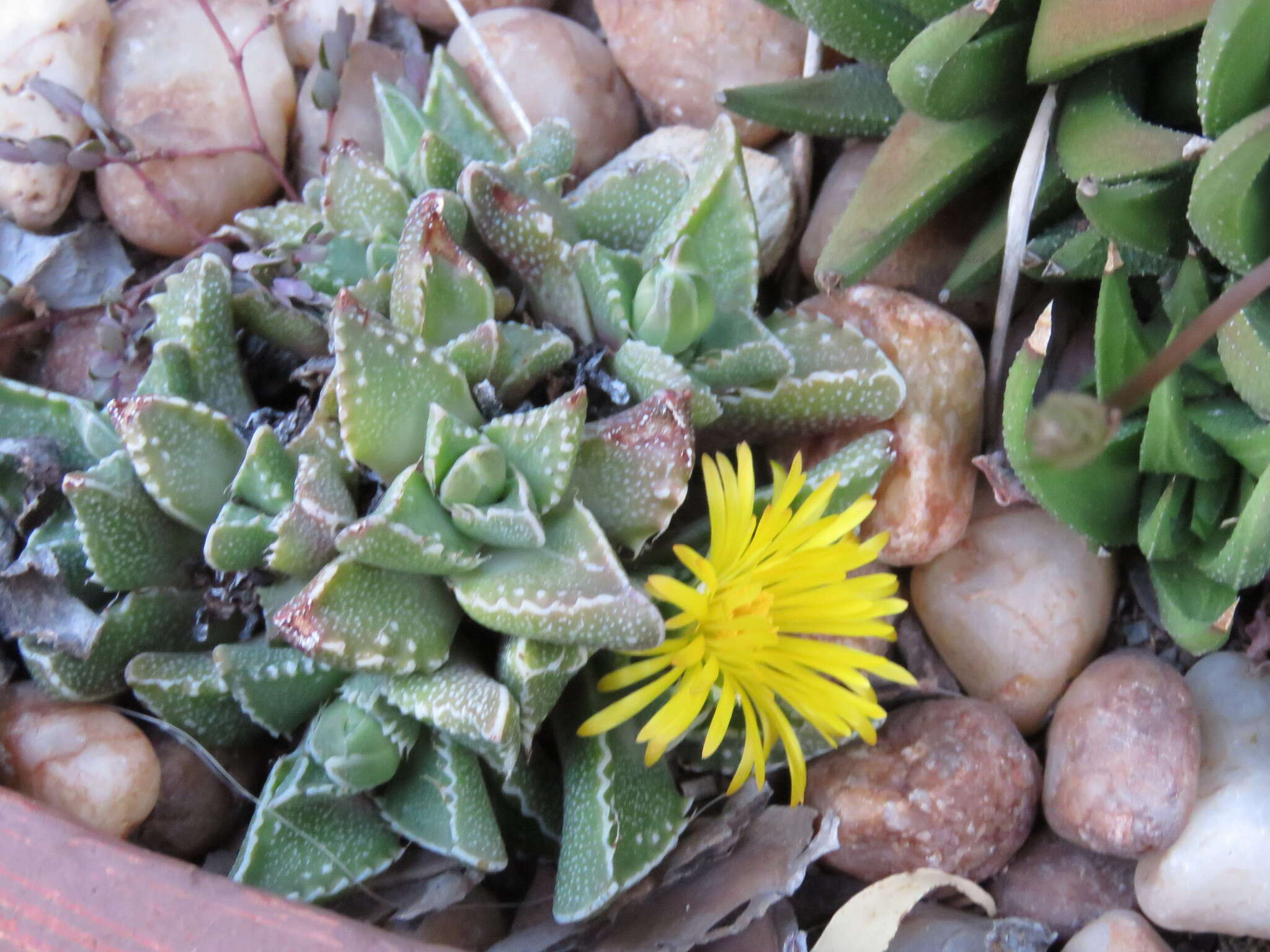 Image of Faucaria felina (Weston) Schwant. & Jacobsen