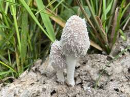 Image of Coprinopsis pseudonivea (Bender & Uljé) Redhead, Vilgalys & Moncalvo 2001