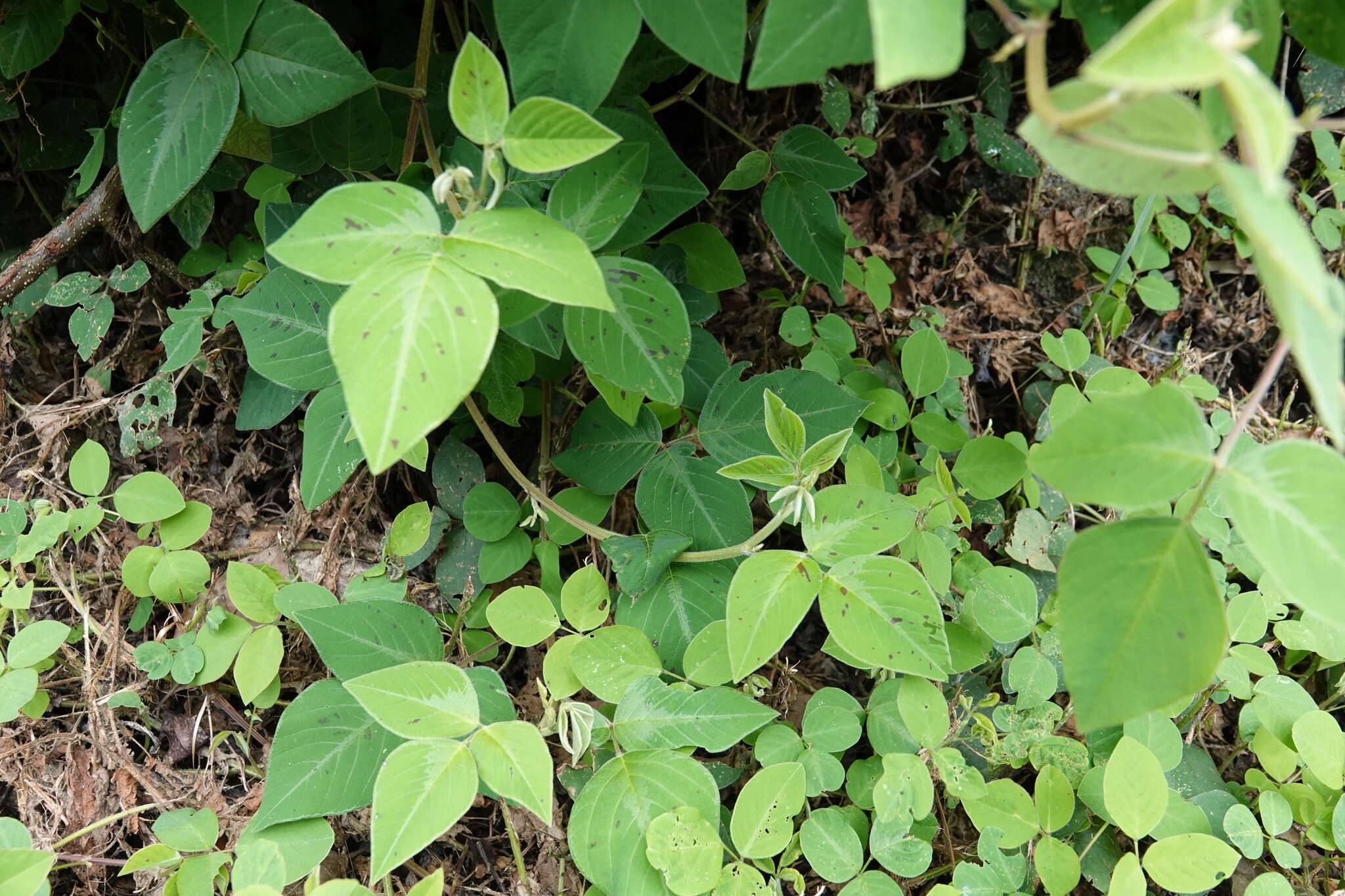 Desmodium intortum (Mill.) Urb. resmi