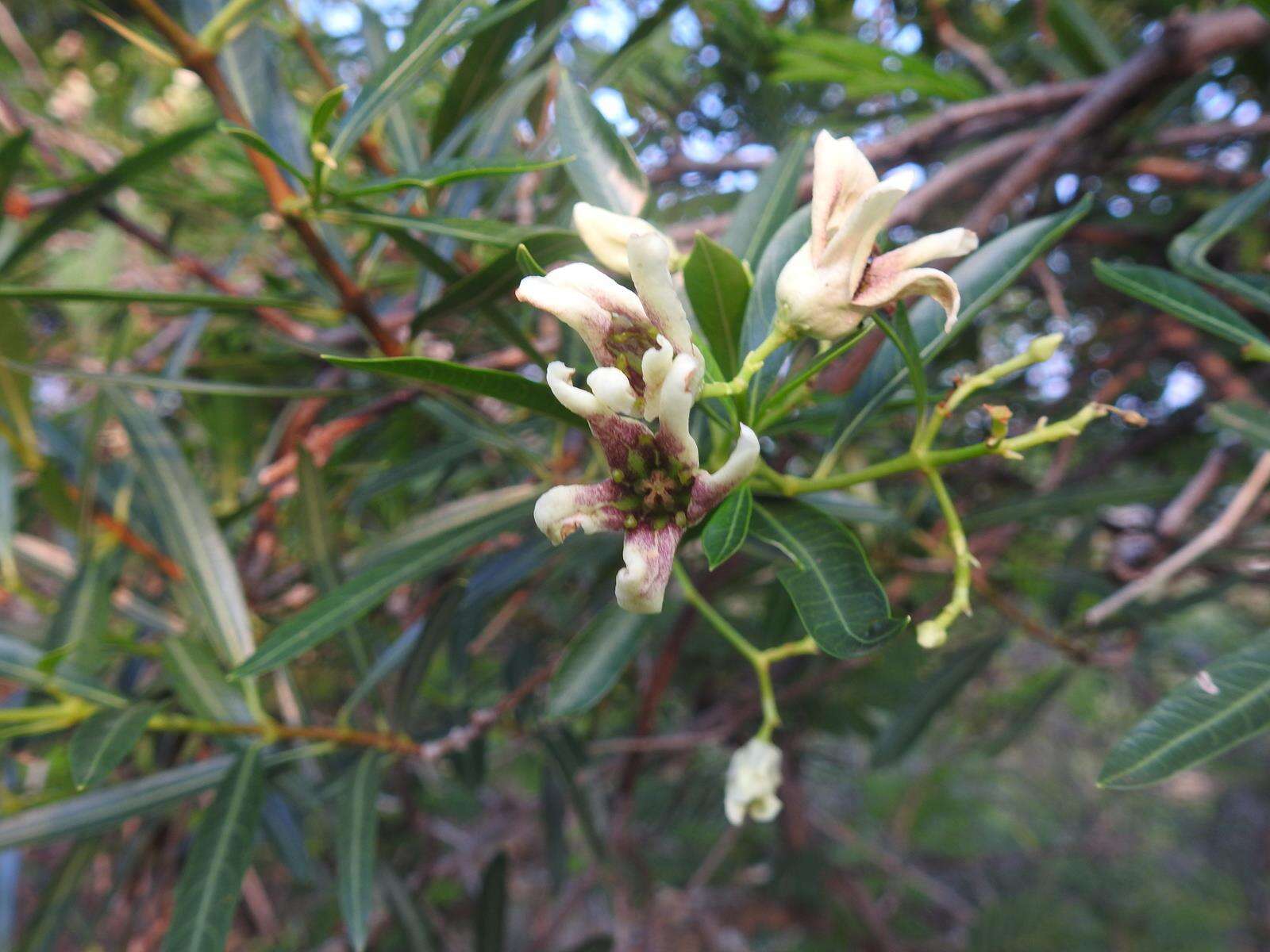 Image of Stomatostemma monteiroae (Oliv.) N. E. Br.