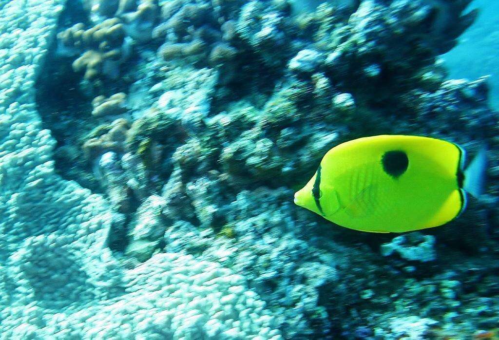 Image of Indian Teardrop Butterflyfish