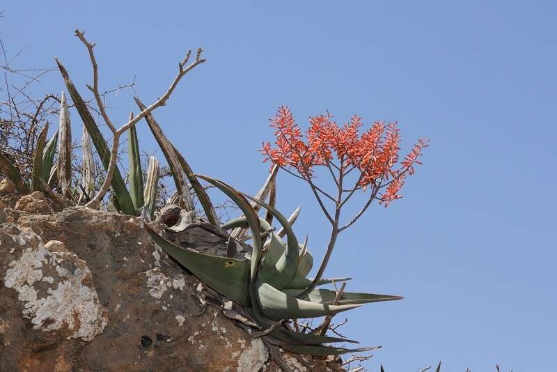 Aloe dhufarensis Lavranos resmi