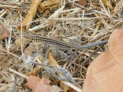 Image of Four-lined Ameiva