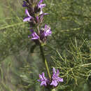 Image of Betonica betoniciflora (Rupr. ex O. Fedtsch. & B. Fedtsch.) Sennikov