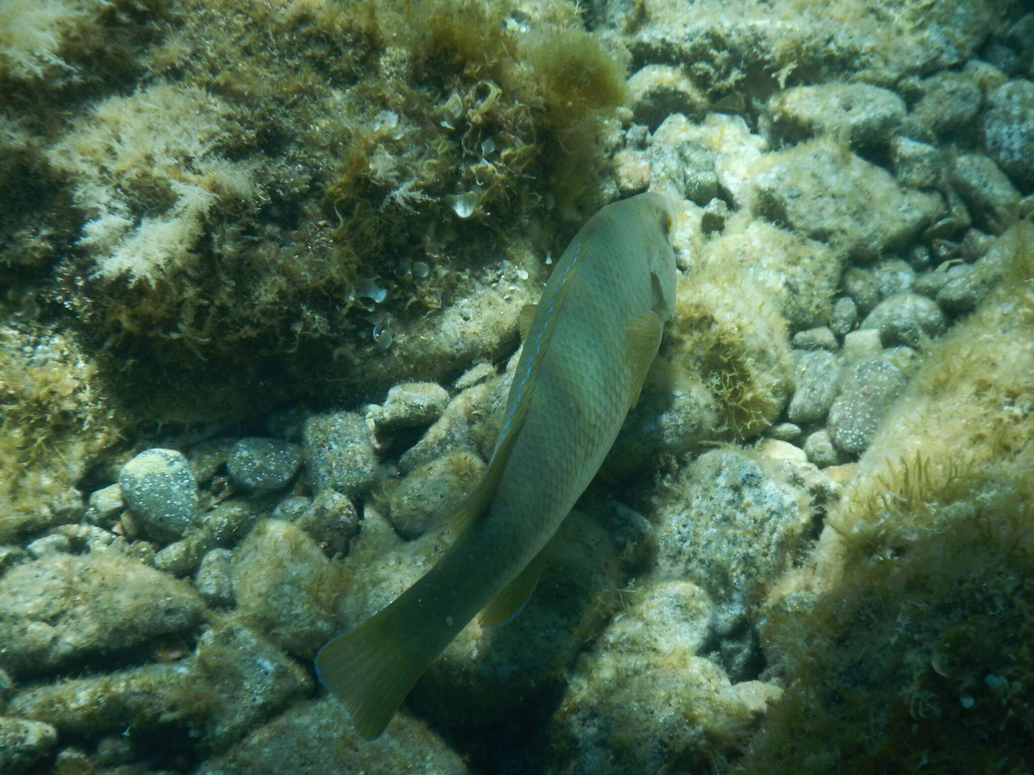 Image of Brown Wrasse