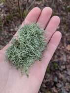 Image of Bloody beard lichen;   Beard lichen