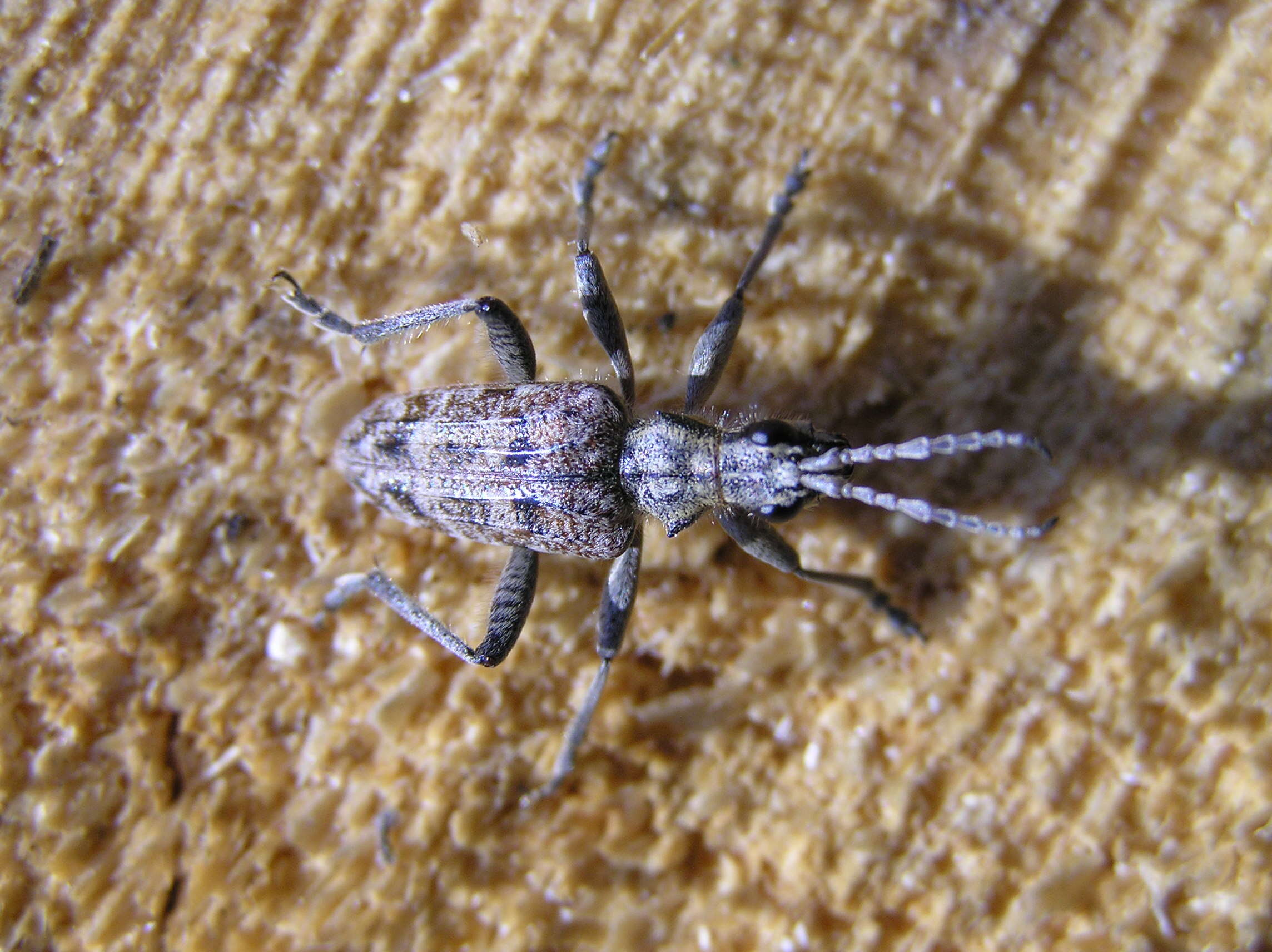 Image of Rhagium inquisitor (Linné 1758)