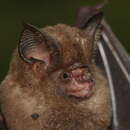 Image of Dayak Leaf-nosed Bat