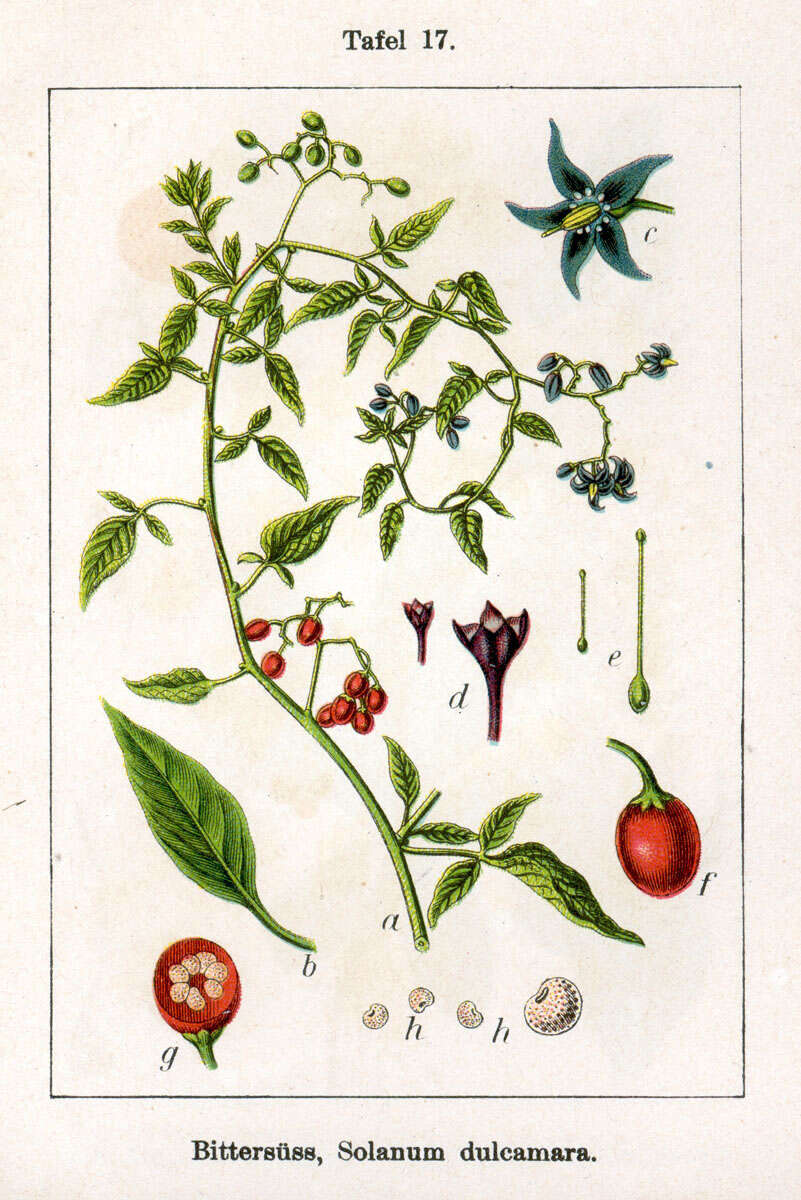 Image of bittersweet, woody nightshade