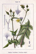 Plancia ëd Sonchus asper (L.) Hill