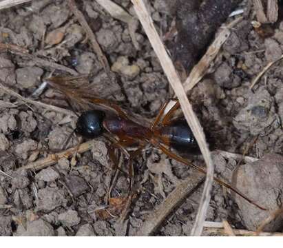 Plancia ëd Camponotus consobrinus (Erichson 1842)