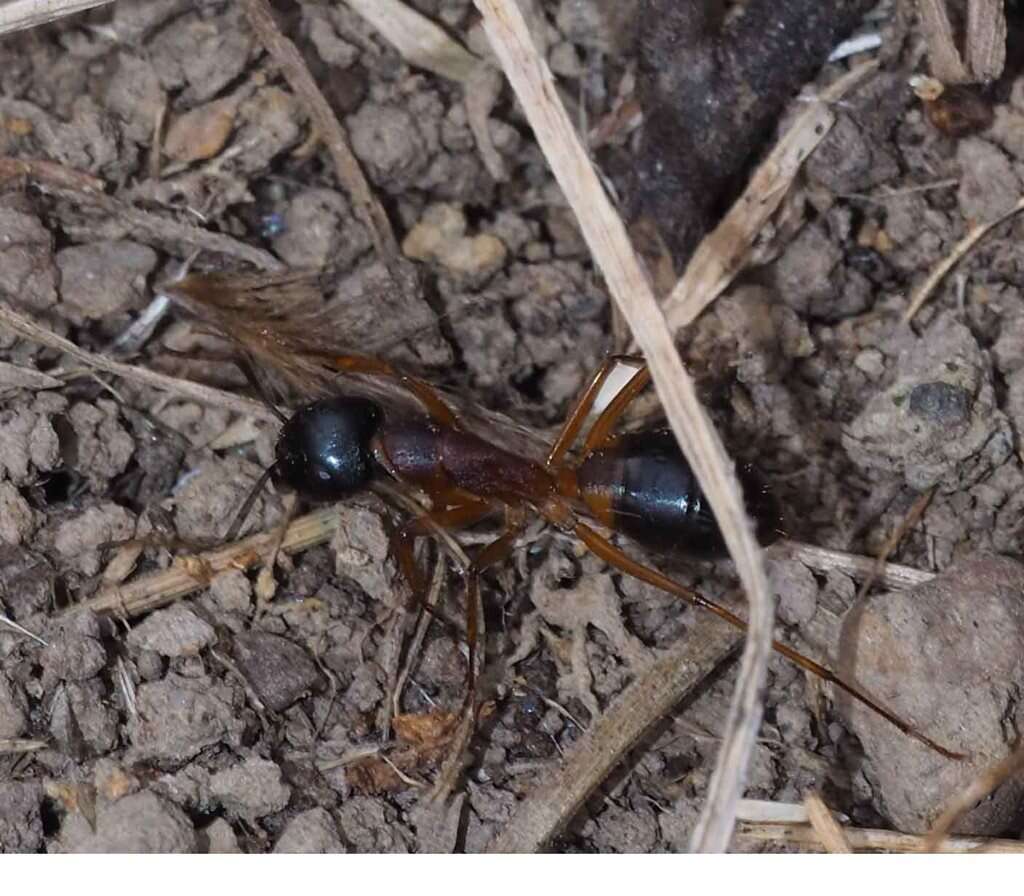 Plancia ëd Camponotus consobrinus (Erichson 1842)