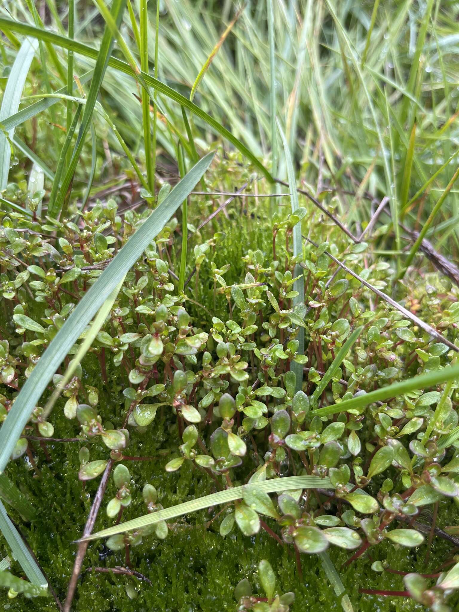 Koenigia islandica L. resmi