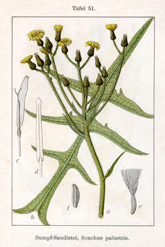 Image of marsh sow-thistle