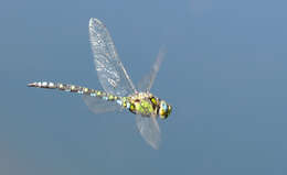 Image of Blue Hawker