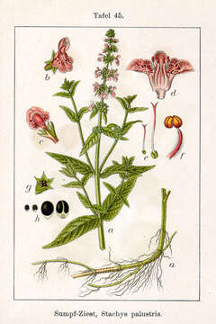 Image of Hedge-nettle