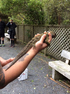 Image of Tuatara