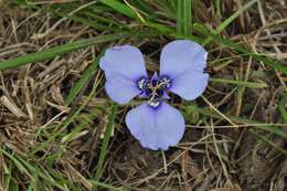 Herbertia darwinii Roitman & J. A. Castillo的圖片