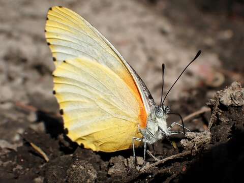 Image de Mylothris agathina (Cramer (1779))