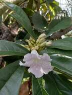 Tabebuia paniculata Leonard的圖片