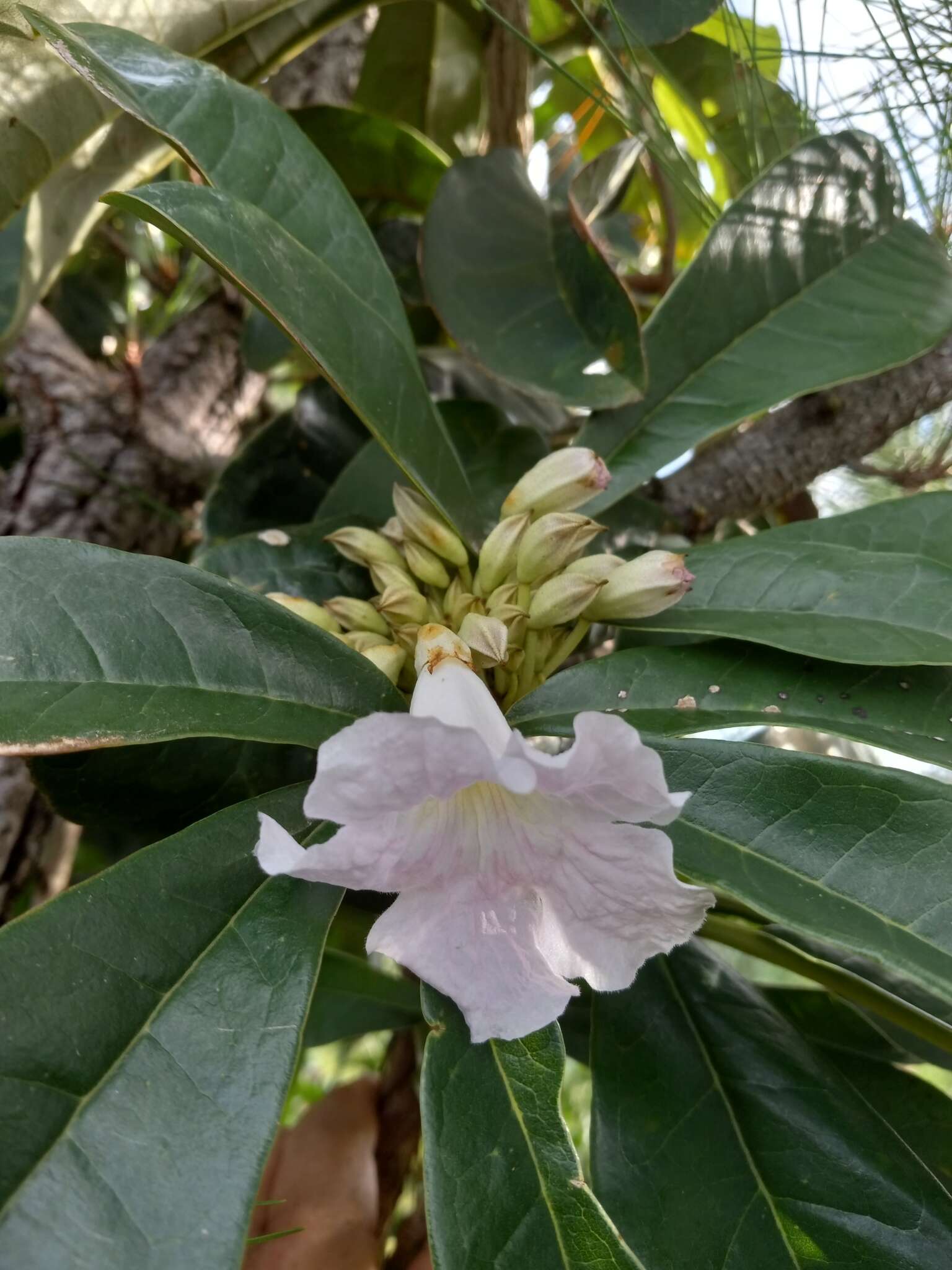 Tabebuia paniculata Leonard的圖片