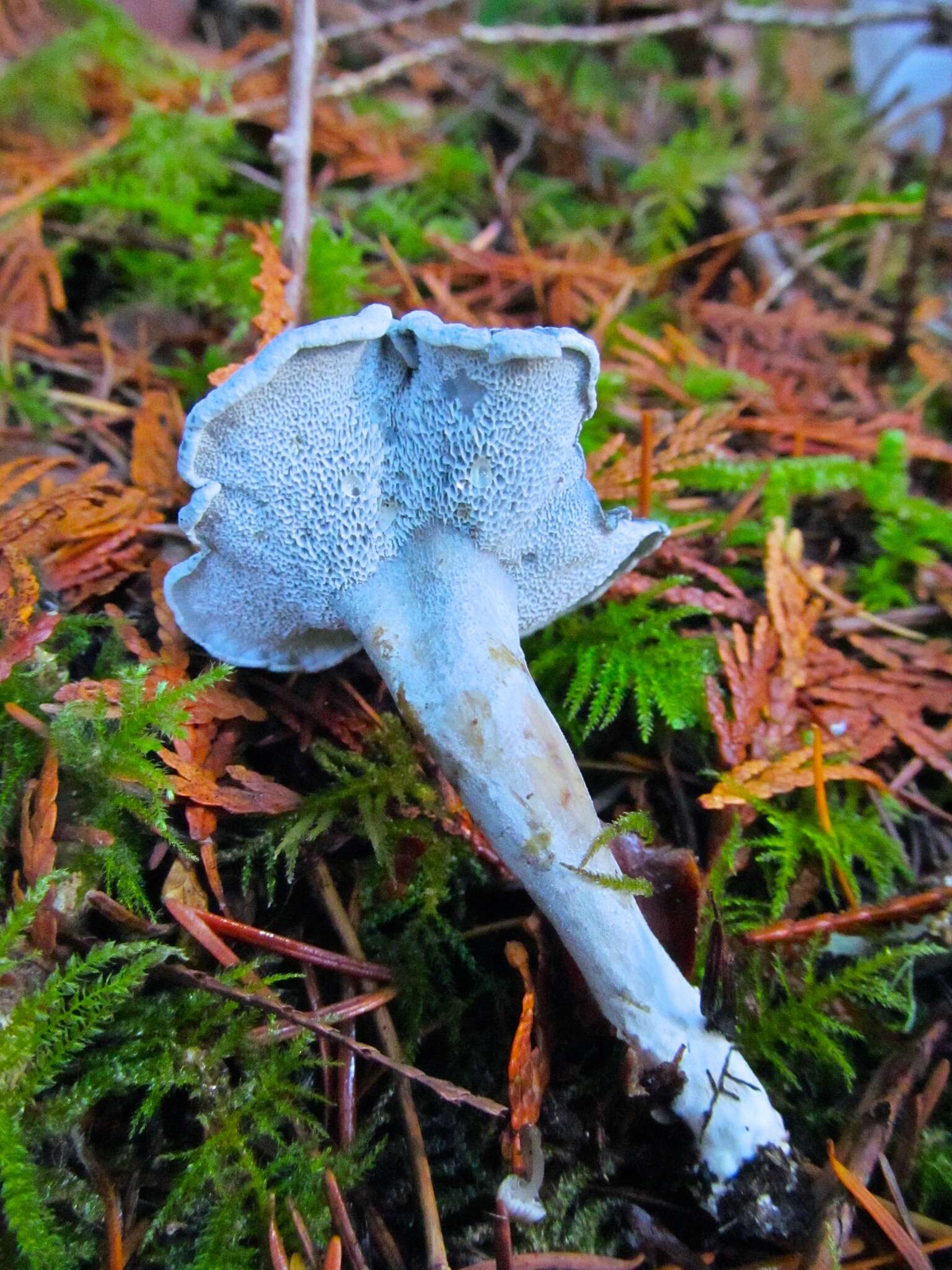 Sivun Neoalbatrellus kuva