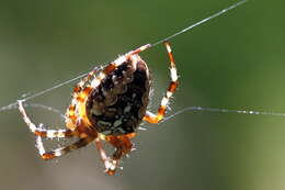 Image of Garden spider