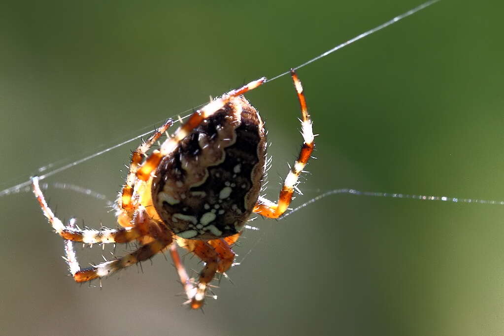 Image of Garden spider