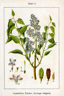 Image of Common Lilac