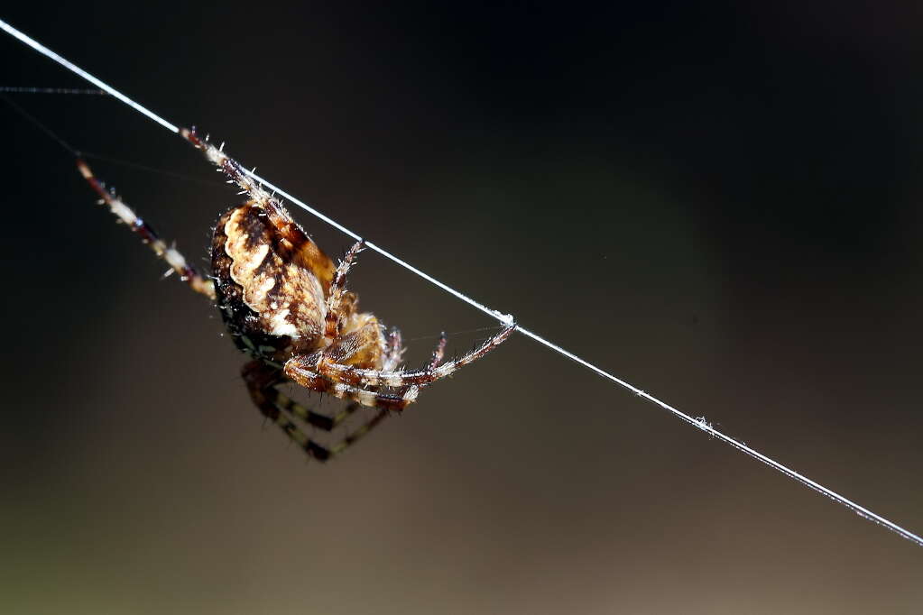 Image of Garden spider