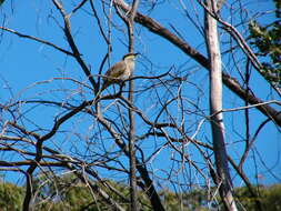 Image of Band-faced Honeyeaters