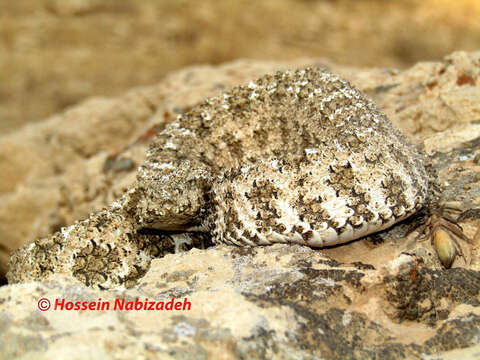 Image of Pseudocerastes urarachnoides Bostanchi, Anderson, Kami & Papenfuss 2006