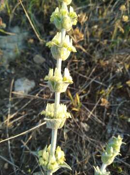 Image of Sideritis taurica Stephan ex Willd.