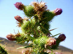 Image of Spear Thistle