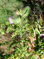 Image of Spear Thistle