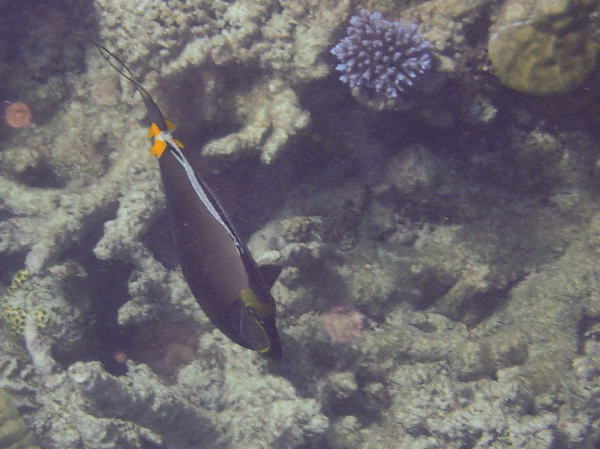 Image of Barcheek Unicornfish