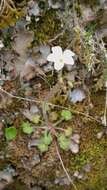 Image of Saxifraga corsica (Duby) Gren. & Godron