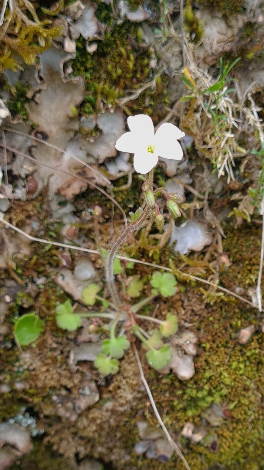 Image of Saxifraga corsica (Duby) Gren. & Godron