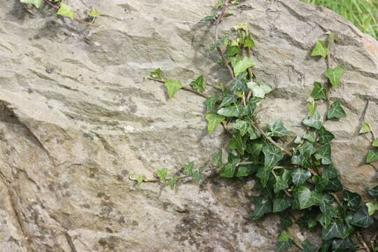 Image of English ivy