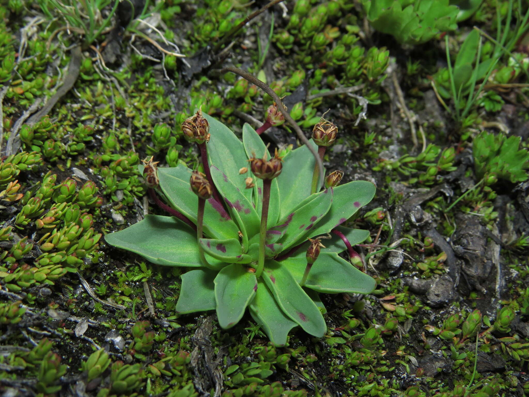 Plantago barbata Forst.的圖片