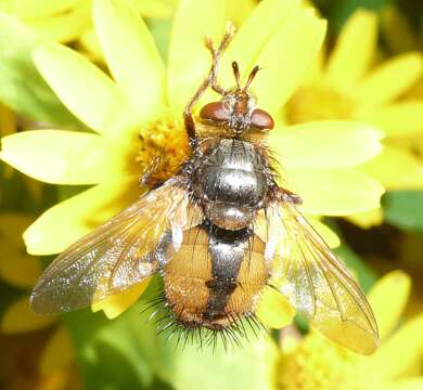 Image de Tachina fera (Linnaeus 1761)