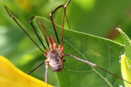 Image of Daddy longleg