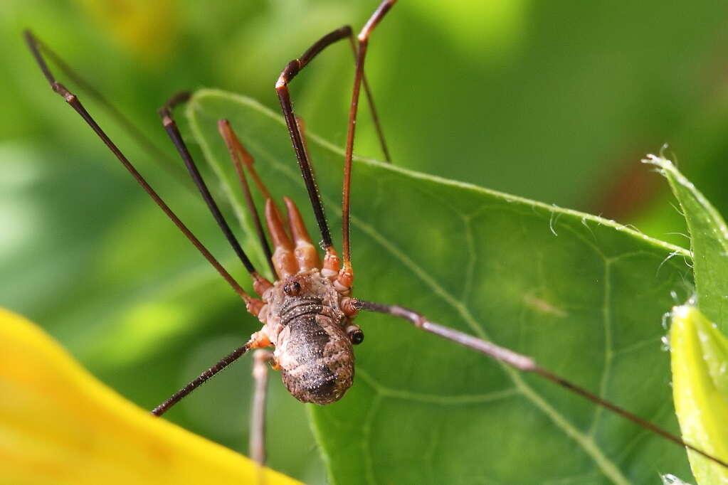 Image of Daddy longleg