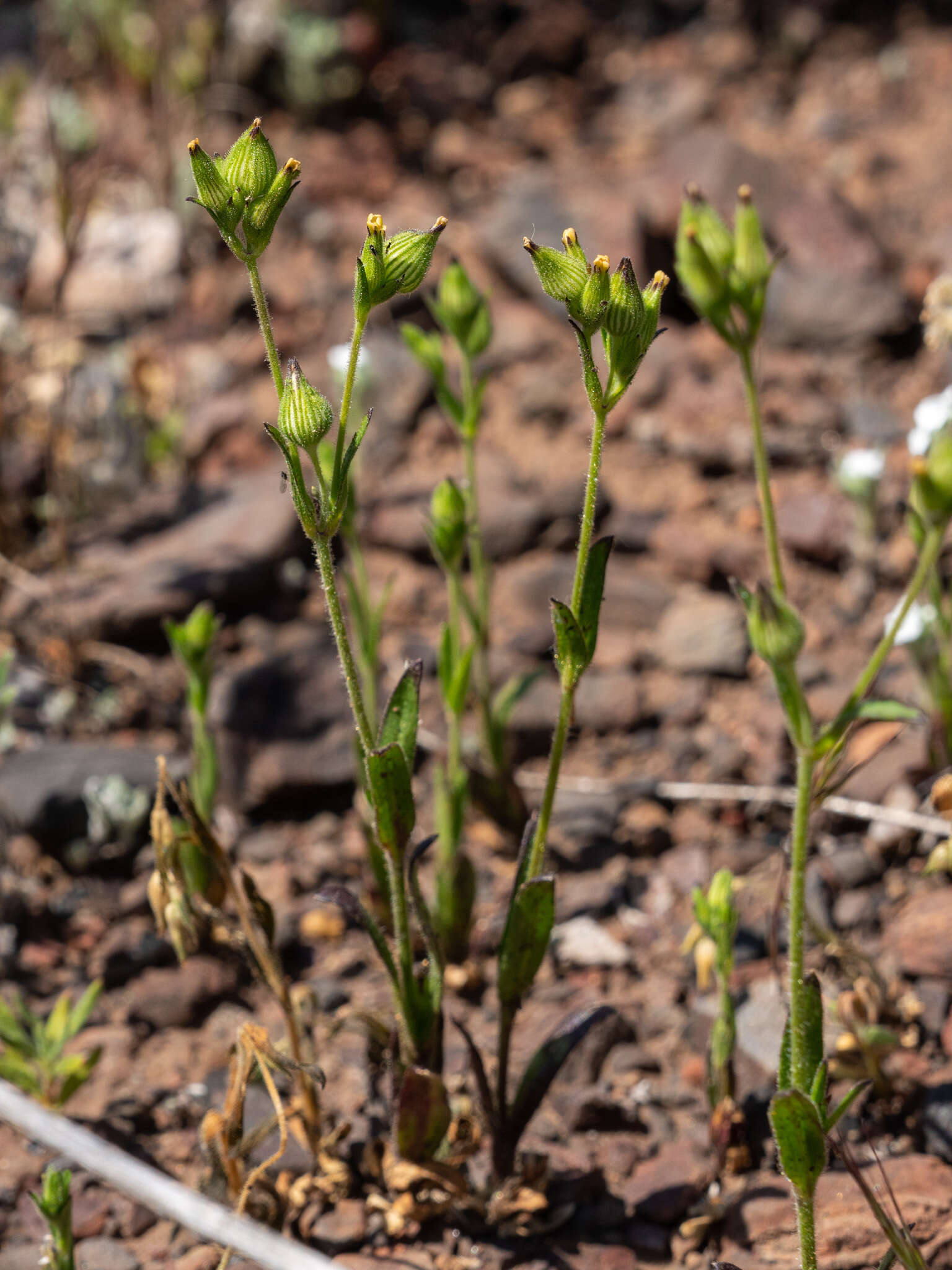 Imagem de Silene coniflora Nees ex Otth