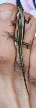 Image of East-African Snake-eyed Skink